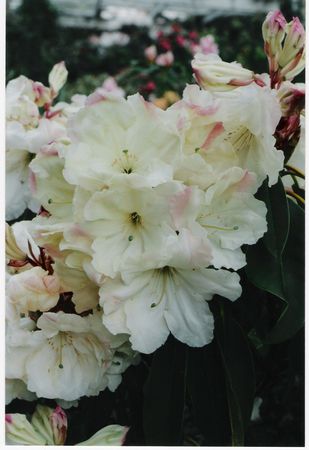 Rhodo Loderi Ilam Cream